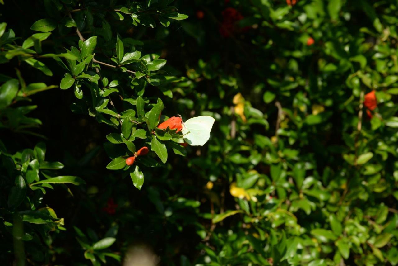 Villa Melanthi Kassiopi Corfu Eksteriør billede